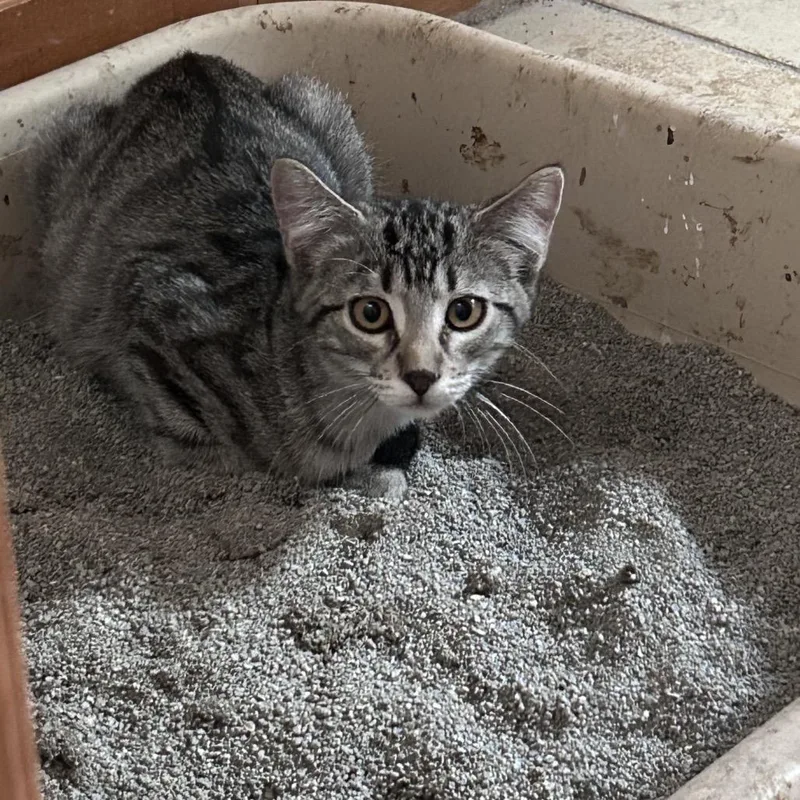 A baby small-sized male Buff / Tan / Fawn Domestic Short Hair cat named Little Cesar for adoption in Wichita, KS