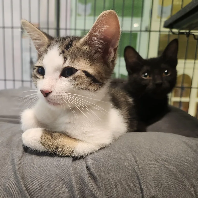 A baby medium-sized female Tabby (Brown / Chocolate) Domestic Short Hair cat named Anna for adoption in Charleston, SC