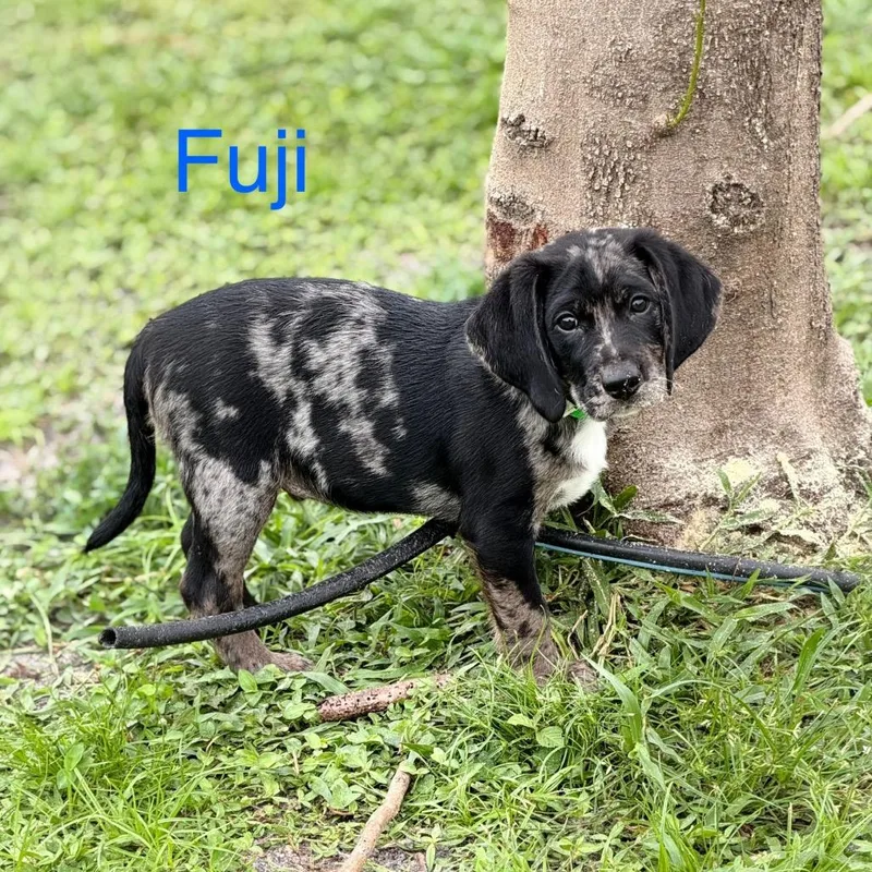 Fuji