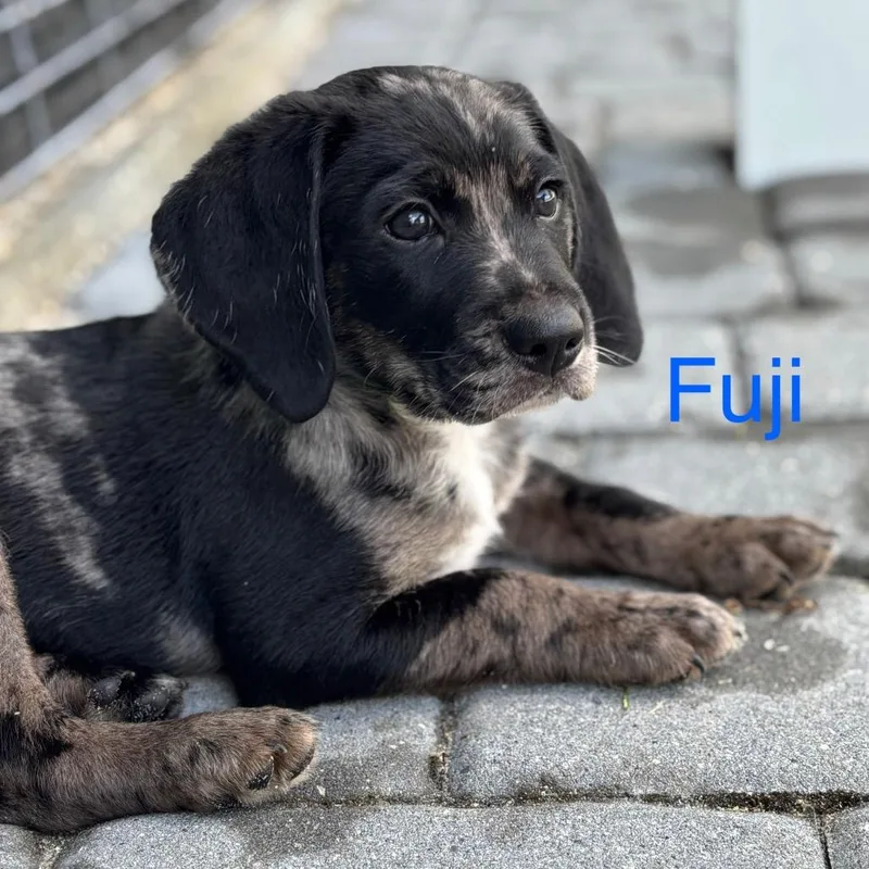 Fuji thumbnail 5