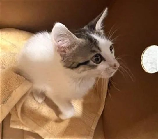 A baby small-sized female Domestic Short Hair cat named Abby for adoption in San Martin, CA