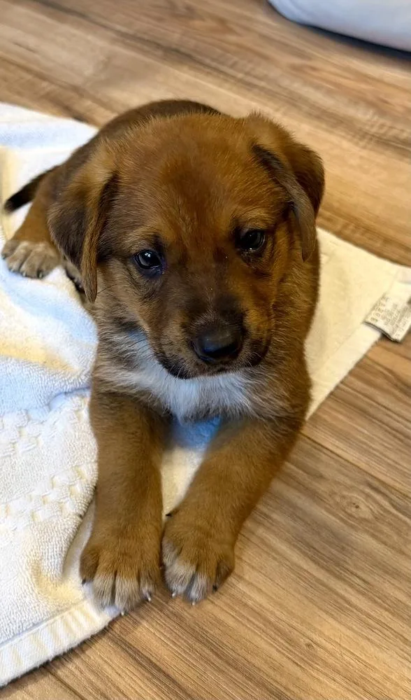A baby large-sized female German Shepherd Dog dog named Dana for adoption in Greenlawn, NY