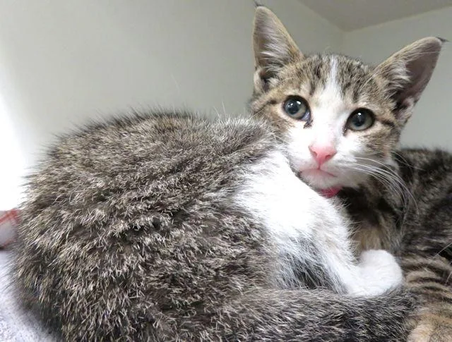 A baby small-sized female Domestic Short Hair cat named Pudding for adoption in Oklahoma City, OK
