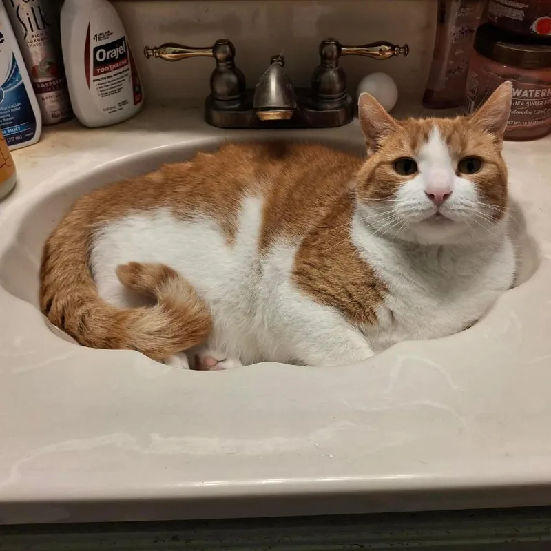 A young medium-sized male Orange / Red American Shorthair cat named Henry for adoption in Lima, OH