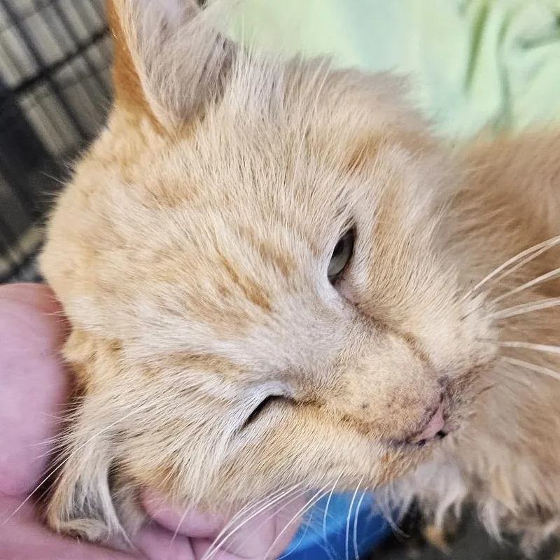 An adult small-sized male Orange / Red Domestic Medium Hair cat named Mr. Gold for adoption in Midland, TX