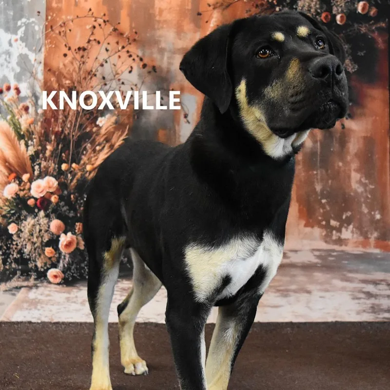 Knoxville thumbnail 2