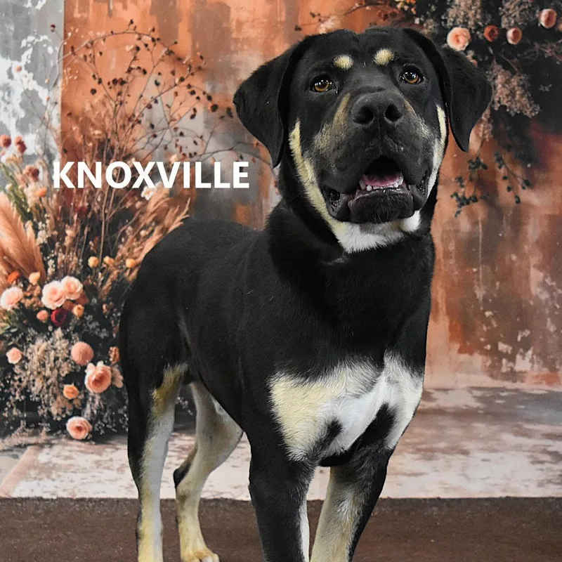 Knoxville thumbnail 3