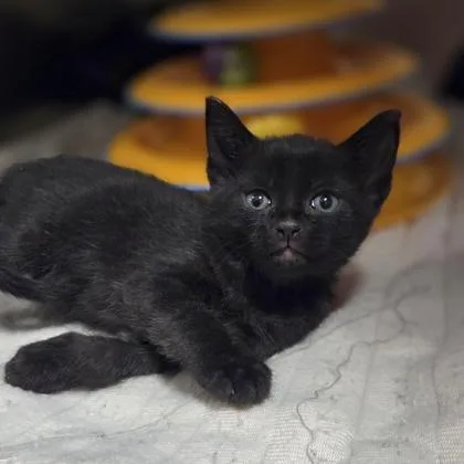 A baby small-sized male Domestic Short Hair cat named West for adoption in Westland, MI