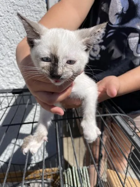 A baby medium-sized female American Shorthair cat named Diamond for adoption in Victorville, CA