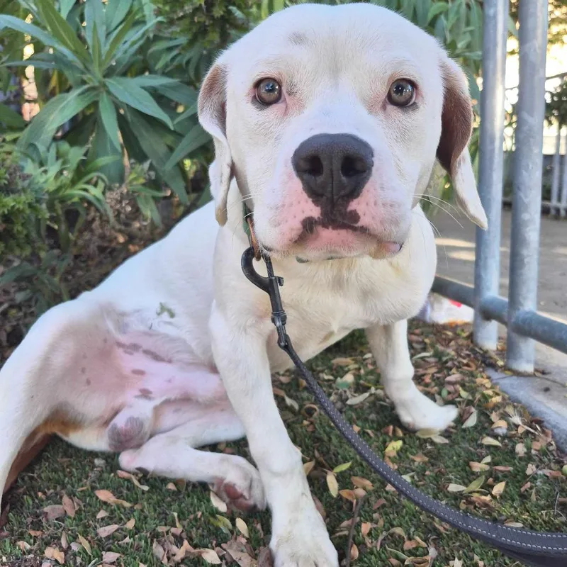 An adult medium-sized male White / Cream Pit Bull Terrier dog named Nugget for adoption in Point Richmond, CA