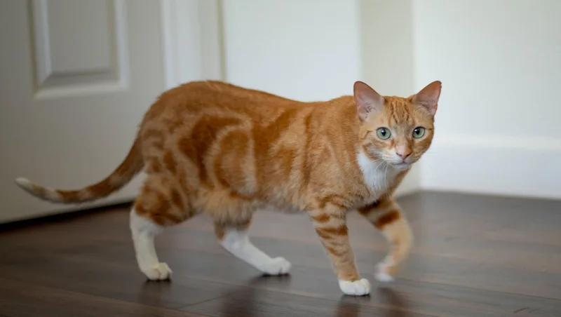 An adult medium-sized male Tabby cat named Butters for adoption in San Jose, CA
