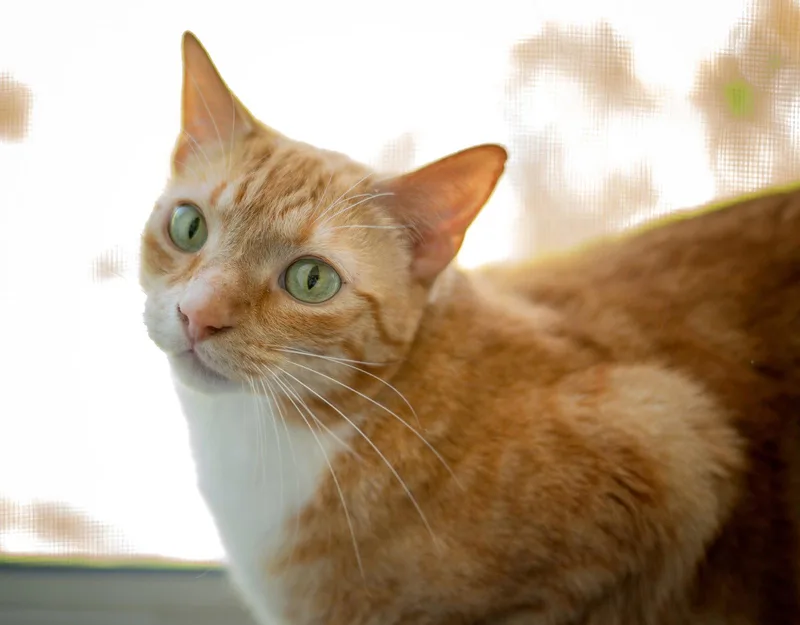 Butters thumbnail 2