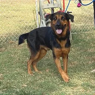 An adult large-sized male Black Hound dog named Jaeger for adoption in Denison, TX