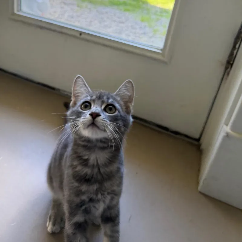 A baby small-sized male Domestic Short Hair cat named Cedar for adoption in Pittsford, VT