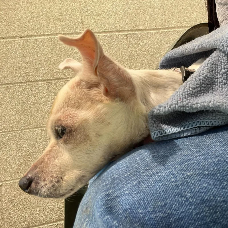 A senior small-sized female White / Cream Chihuahua dog named Qq for adoption in San Francisco, CA
