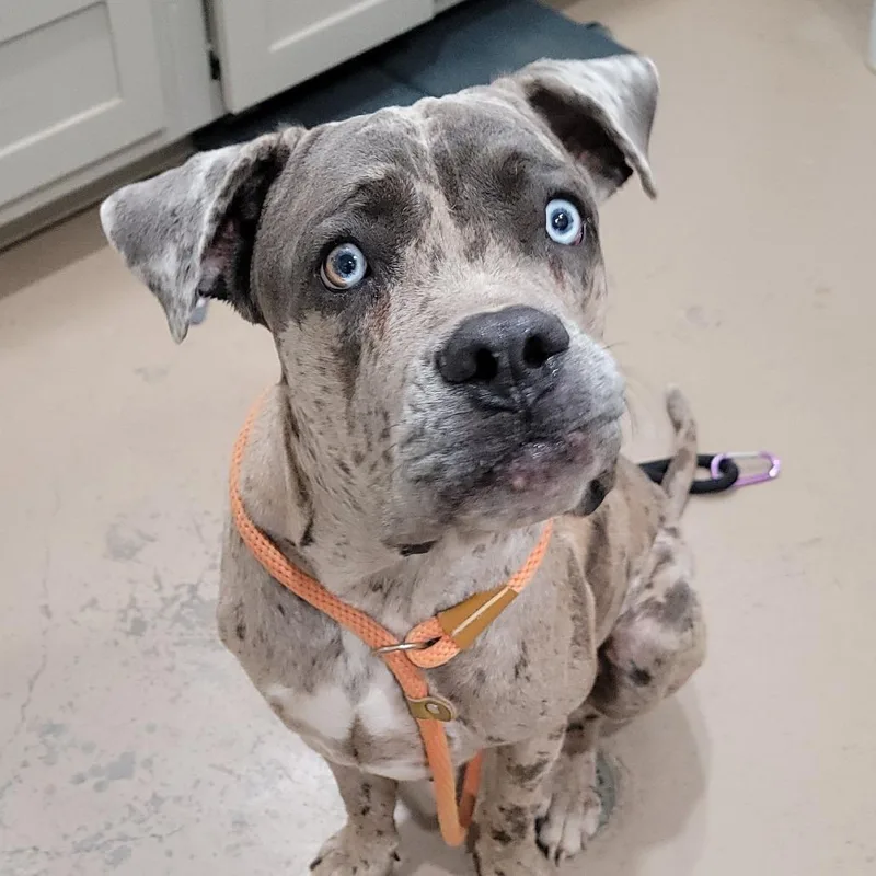 A young large-sized male Gray / Blue / Silver Mixed Breed dog named Ticker for adoption in Buchanan Dam, TX