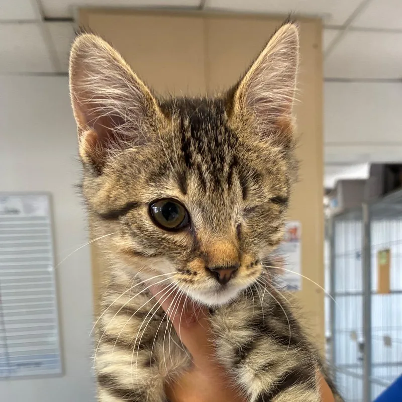 A baby small-sized female Gray / Blue / Silver Domestic Short Hair cat named Suki for adoption in Santa Barbara, CA