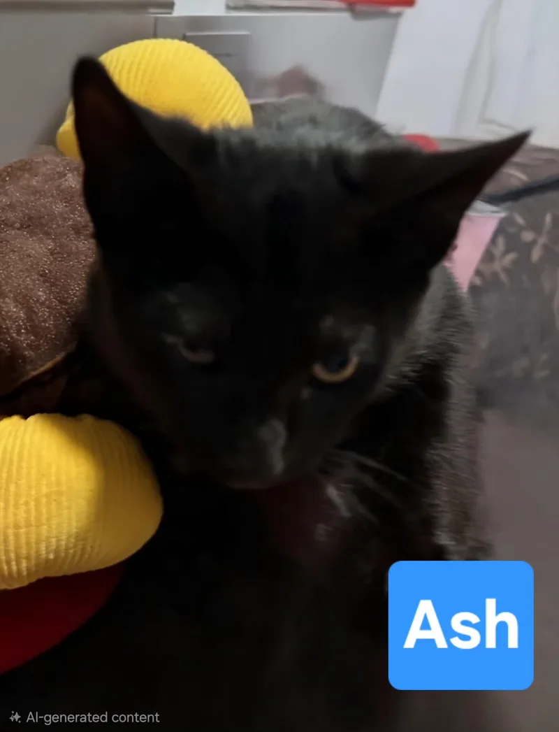 A baby medium-sized male Black Domestic Short Hair cat named Ash for adoption in Fullerton, CA