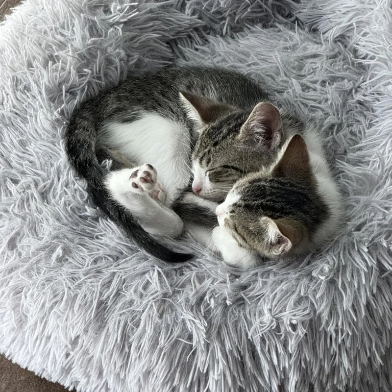 A baby small-sized female Gray / Blue / Silver Domestic Short Hair cat named Pixie C for adoption in Prosper, TX