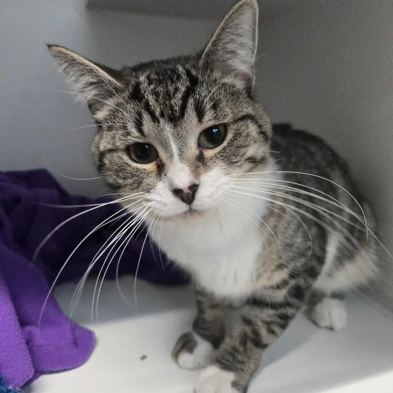 An adult medium-sized male Brown / Chocolate Domestic Short Hair cat named Baird for adoption in Dearborn, MI