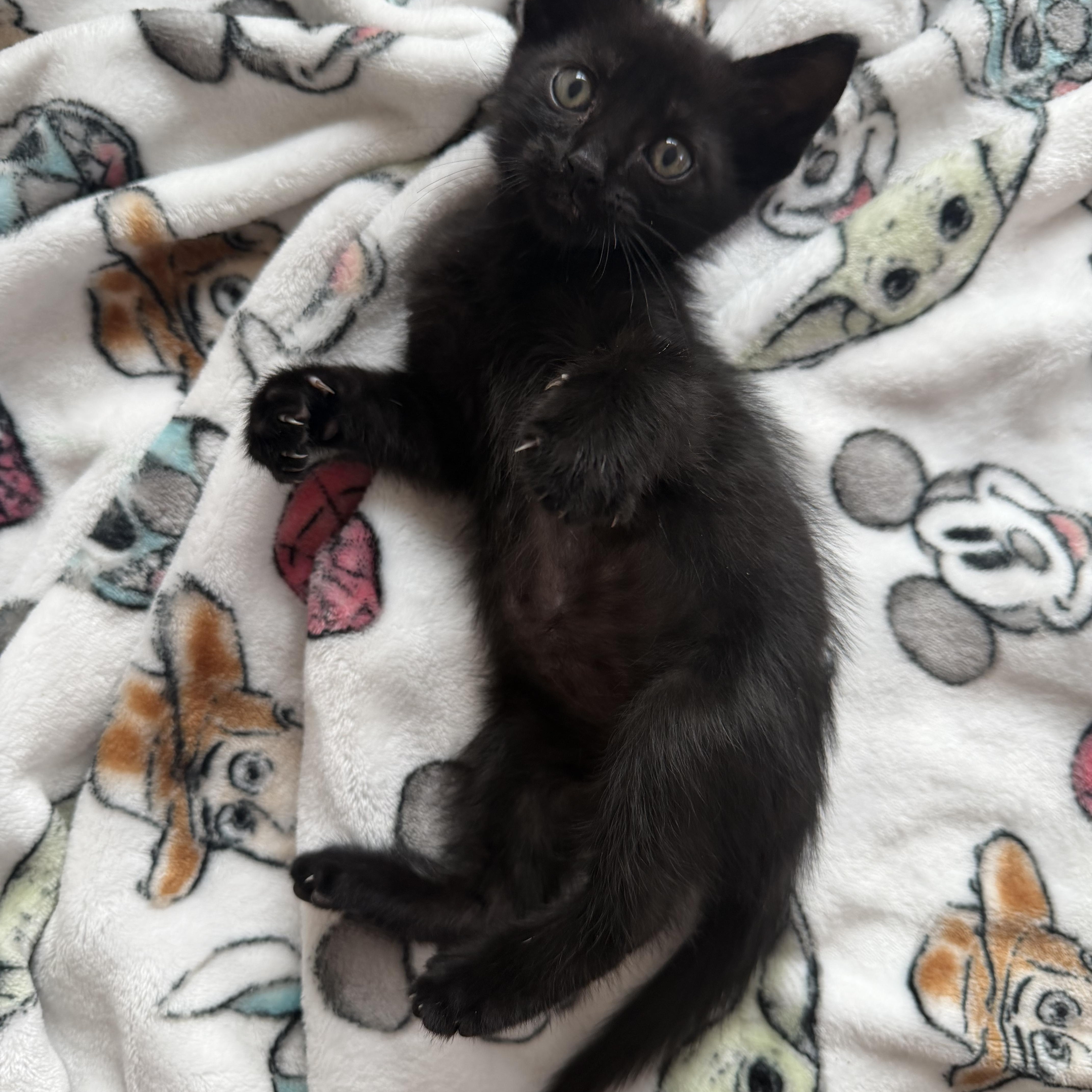 A baby medium-sized male Black Domestic Short Hair cat named Demetrius for adoption in Moriches, NY