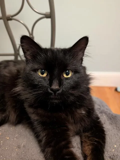 A young medium-sized male Domestic Long Hair cat named Spuds for adoption in Pawtucket, RI