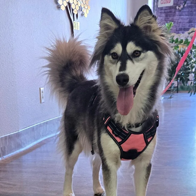 A young medium-sized female Black Husky dog named Pretty Girl for adoption in San Jacinto, CA