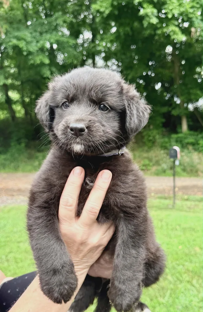 A baby medium-sized female Black Labrador Retriever dog named Pearl Sparkly for adoption in Andover, MA