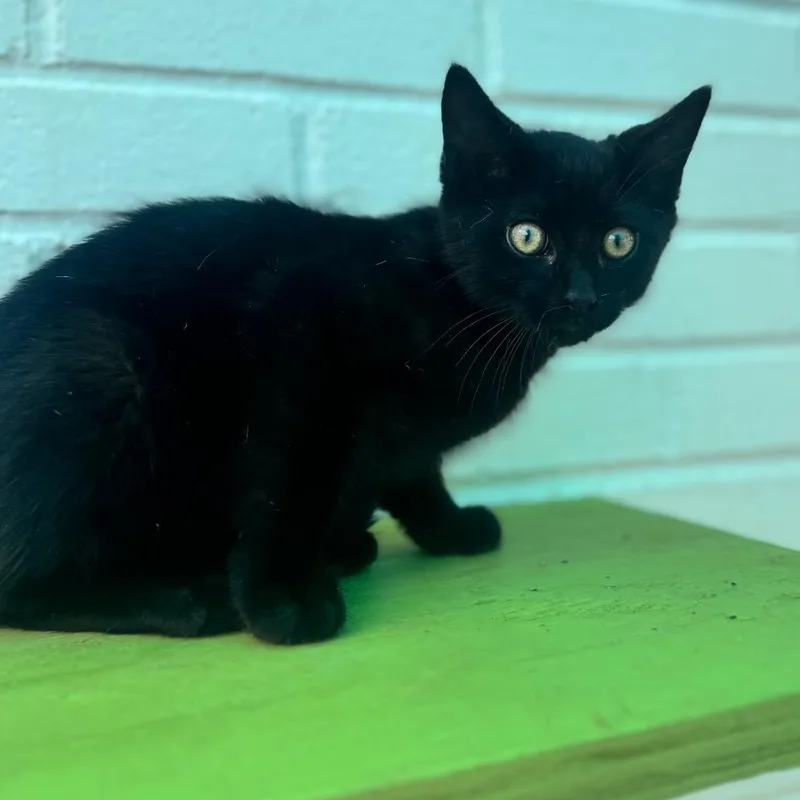 A baby small-sized male Black Domestic Short Hair cat named Dali for adoption in Brownsboro, AL