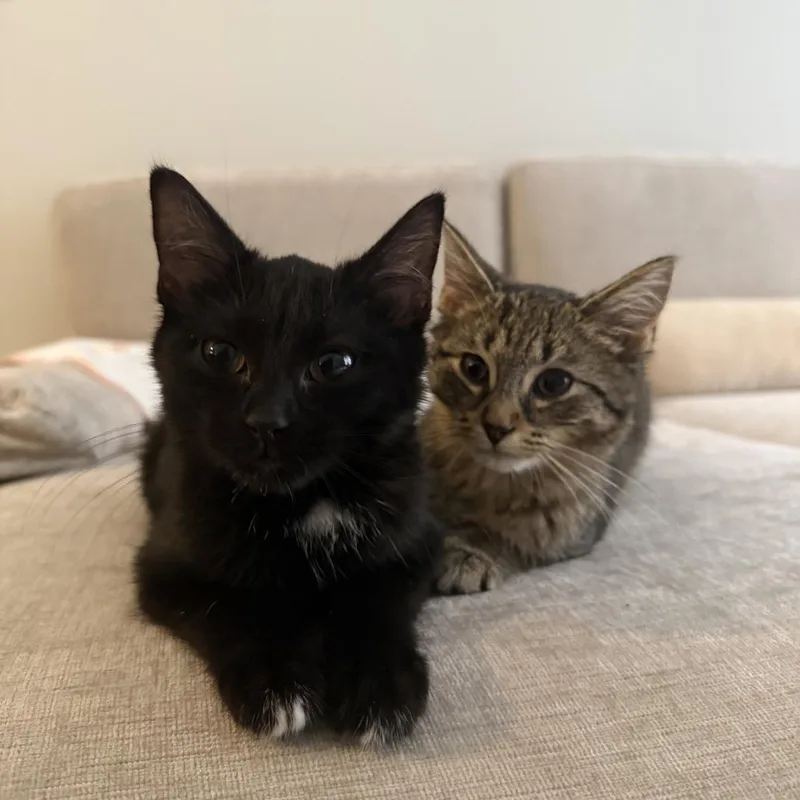 A baby small-sized male Brown / Chocolate Domestic Short Hair cat named Michael for adoption in Evanston, IL
