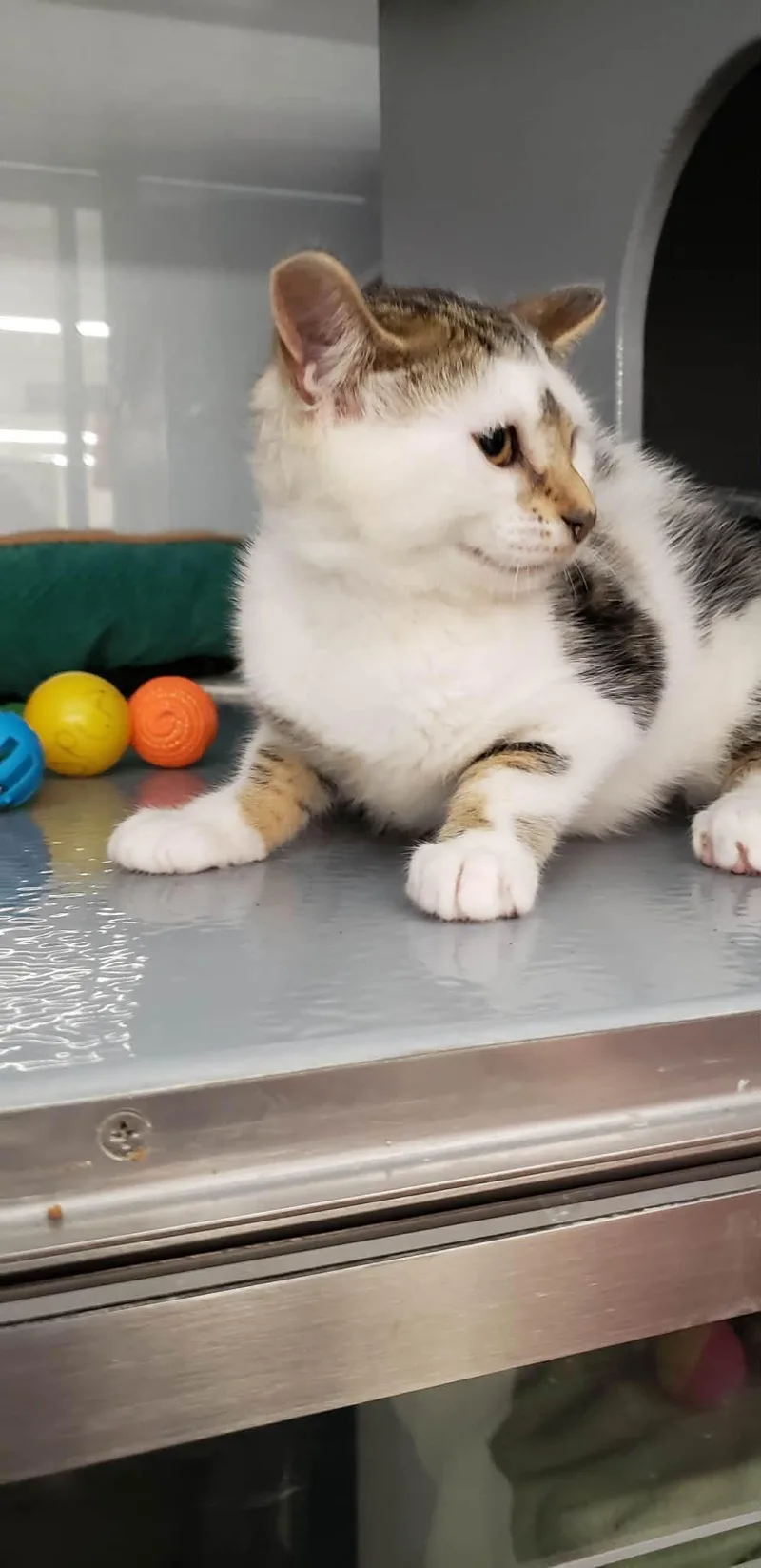 A baby medium-sized female Tabby (Buff / Tan / Fawn) Domestic Short Hair cat named Gracie for adoption in Spring Brook, NY
