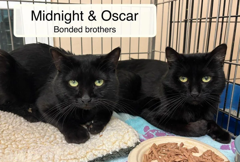 Midnight Bonded With Oscar thumbnail 2