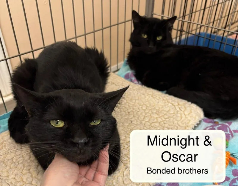 Midnight Bonded With Oscar thumbnail 3