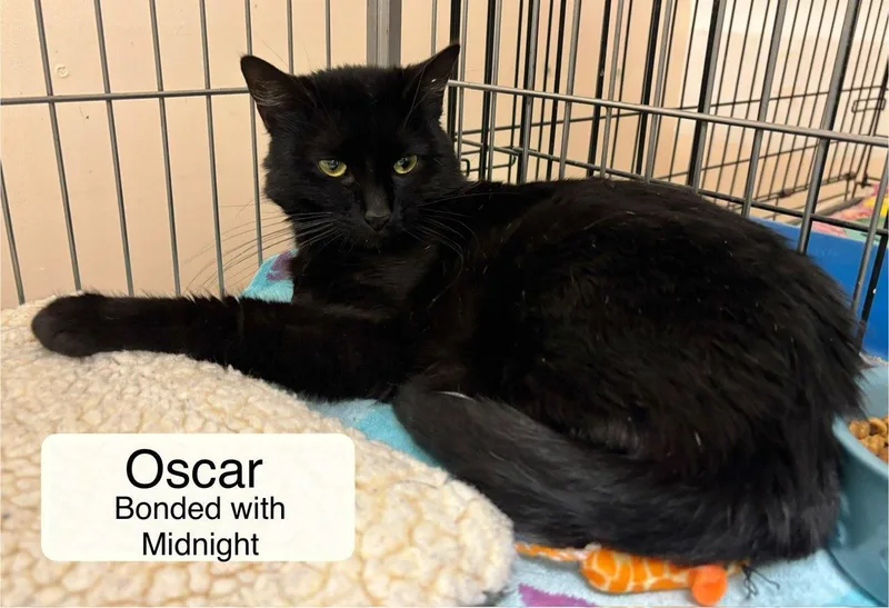 Midnight Bonded With Oscar thumbnail 4