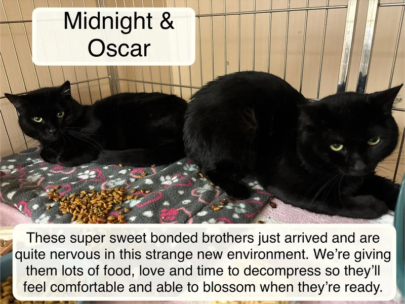 Midnight Bonded With Oscar thumbnail 5