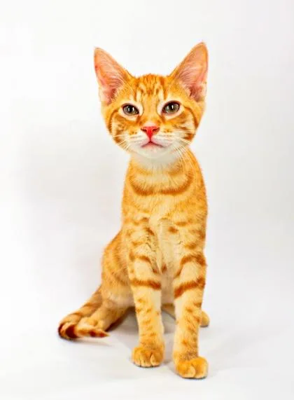 A baby small-sized male Domestic Short Hair cat named Athos for adoption in Morton Grove, IL