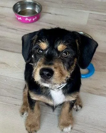 A baby small-sized male Terrier dog named Parsley for adoption in Evergreen, CO