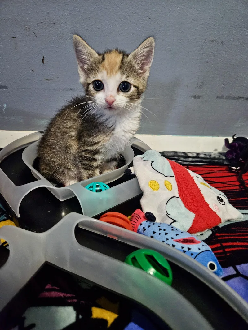 A baby small-sized female Domestic Short Hair cat named Bumblepurr for adoption in Richmond, VA