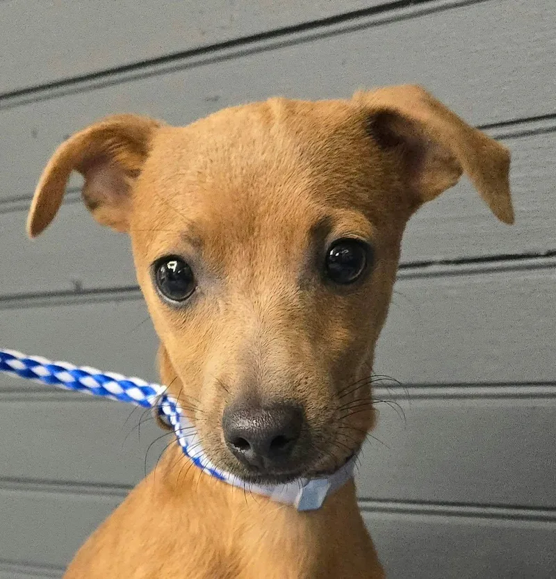 A baby small-sized male Chihuahua dog named Roy for adoption in Newport, TN