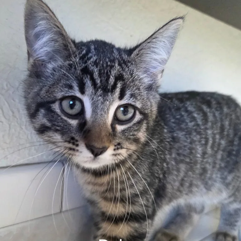 A baby small-sized female Gray / Blue / Silver American Shorthair cat named Dal for adoption in Klamath Falls, OR