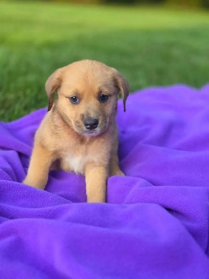 A baby medium-sized male Brown / Chocolate Aussiedoodle dog named Karter for adoption in Orland Park, IL