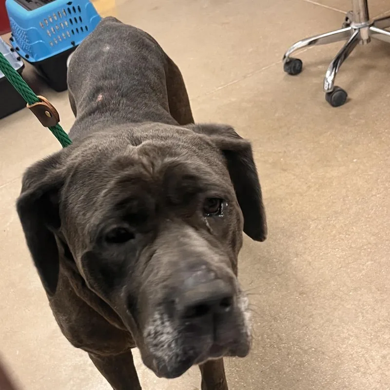 An adult large-sized female Mastiff dog named YORKStray for adoption in York, PA