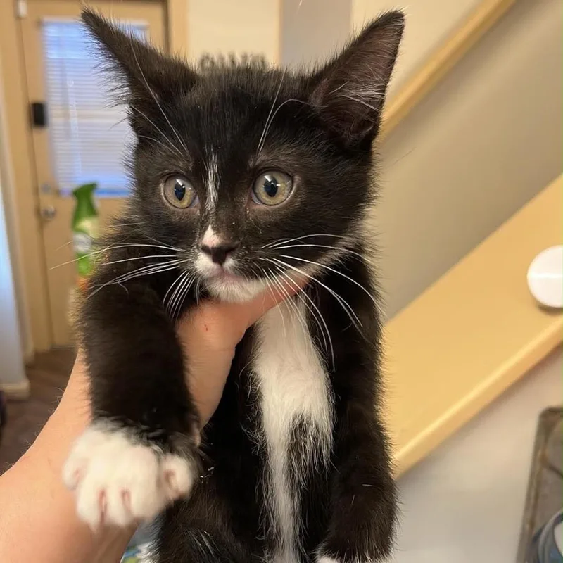 A baby small-sized male Black Domestic Short Hair cat named Pistachio for adoption in Pasadena , MD