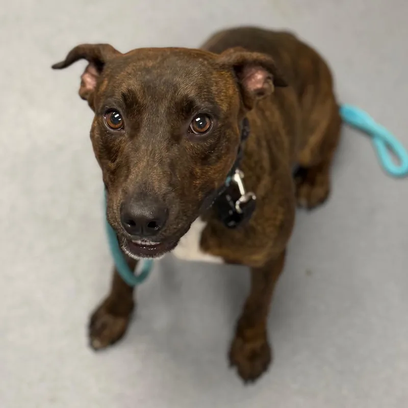 An adult medium-sized female Brindle Mixed Breed dog named Waffle for adoption in Sarasota, FL