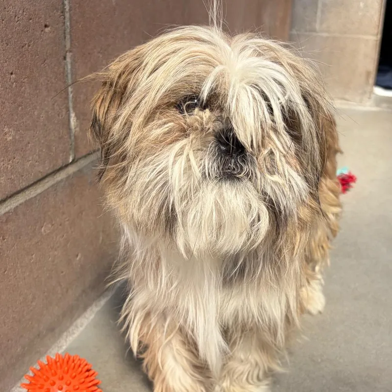 An adult small-sized female White / Cream Lhasa Apso dog named Mitzie for adoption in Santa Barbara, CA