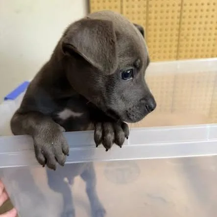 A baby medium-sized male Gray / Blue / Silver Hound dog named Cooper for adoption in Little Rock, AR