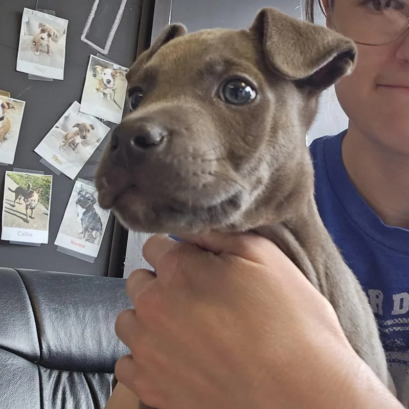 Cooper thumbnail 3