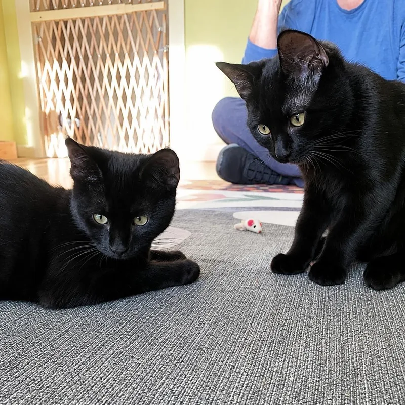 A baby medium-sized female Black Domestic Short Hair cat named Juniper & Dahlia for adoption in LAKE HOPATCONG, NJ