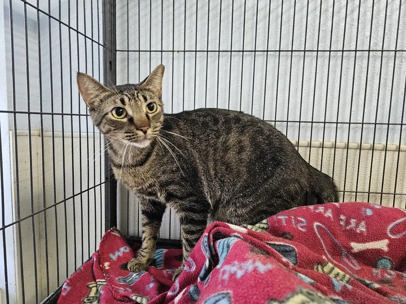 An adult large-sized female Tabby (Brown / Chocolate) Domestic Short Hair cat named Momma Mable for adoption in Bossier City, LA