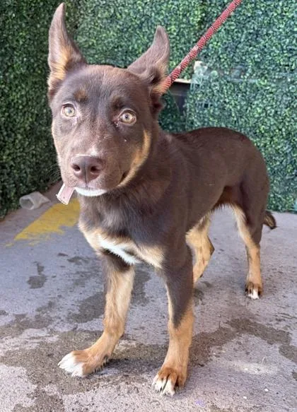 A young medium-sized female Brown / Chocolate Shepherd dog named 61089318 for adoption in El Paso, TX